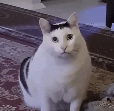 Huh Cat, looking at you